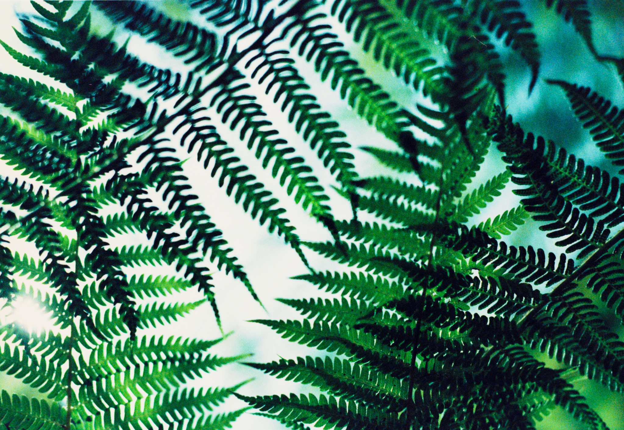 201403CALAKodakEktaChrome200 (11).jpg