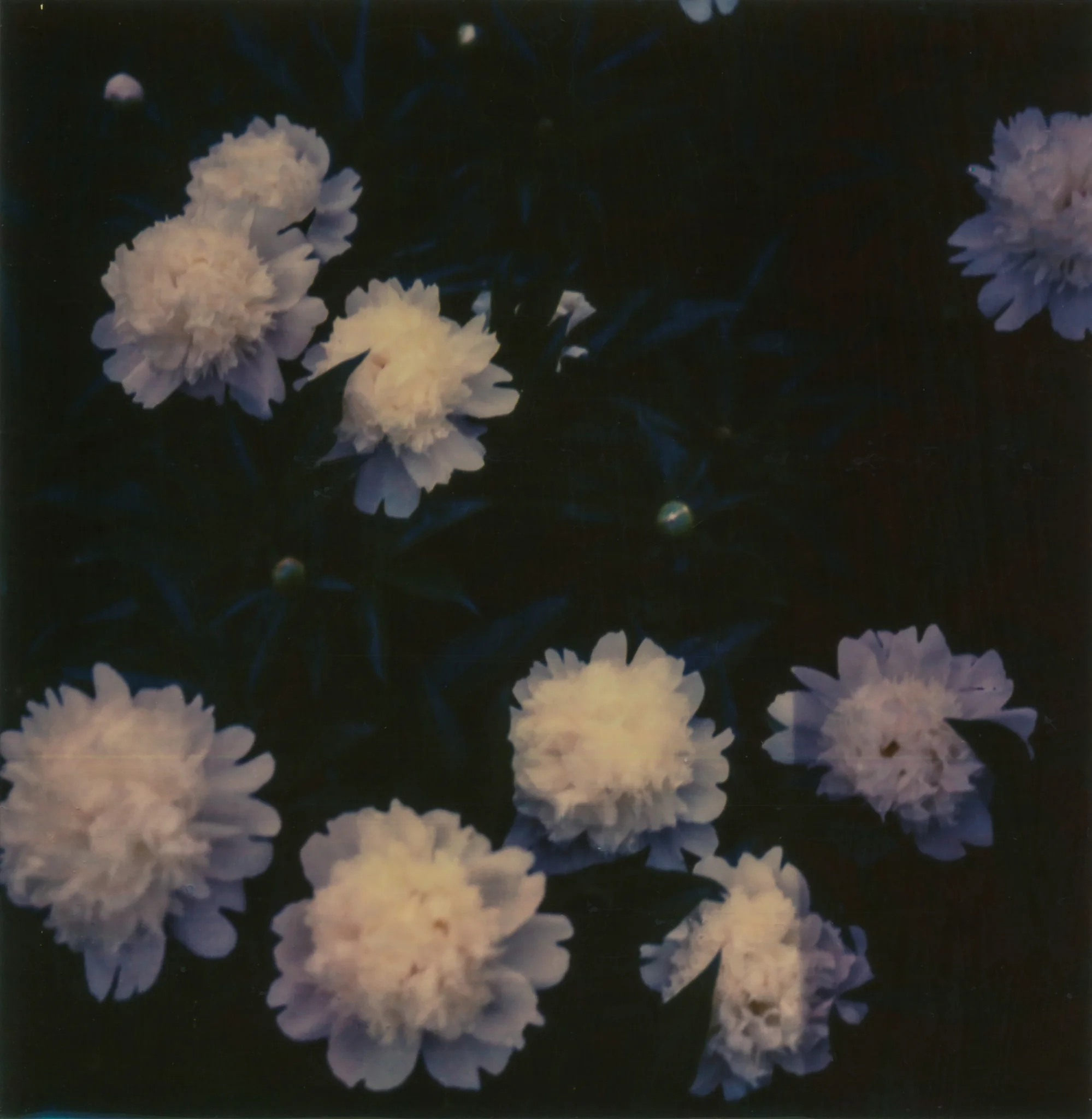 2015-KateCauthenPhotography-Polaroid-02.jpg