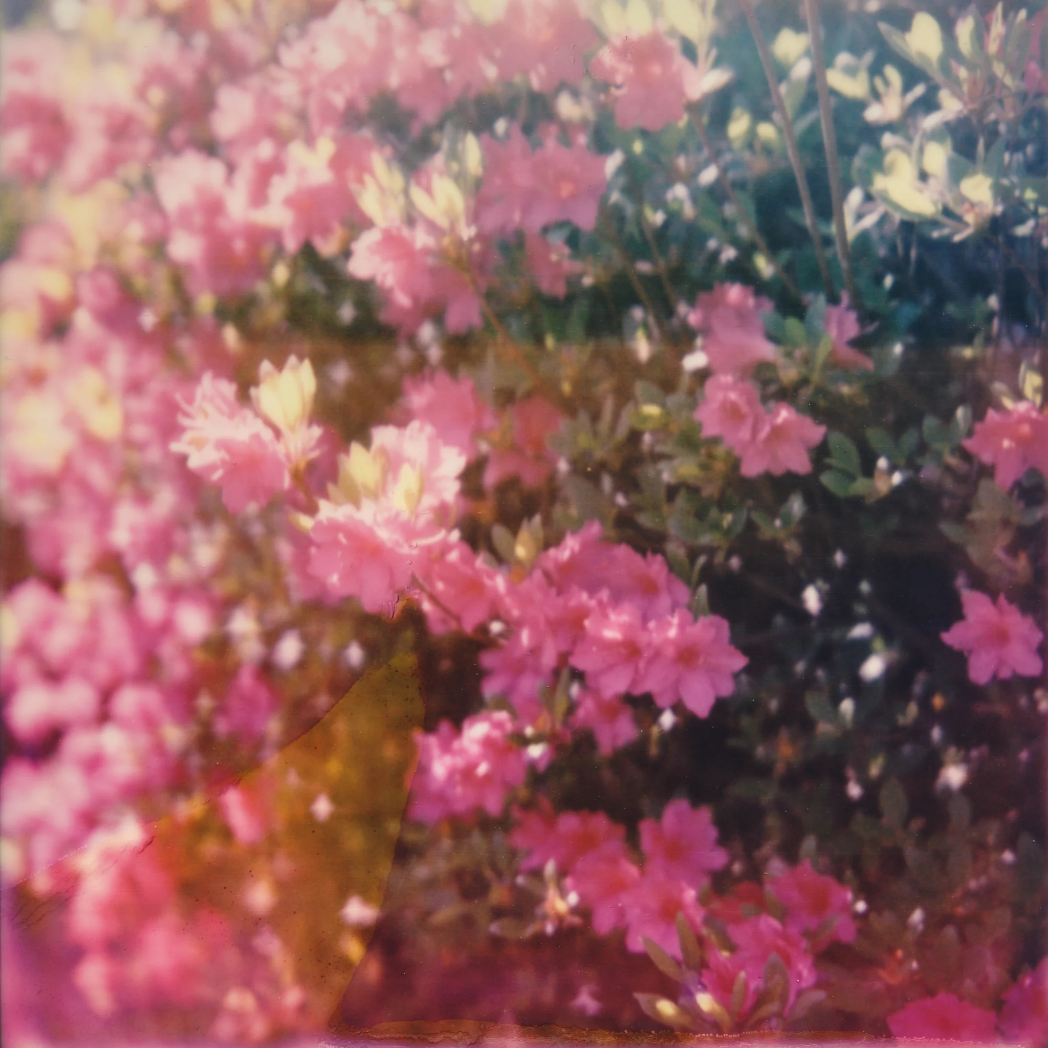 2015-KateCauthenPhotography-Polaroid-05.jpg