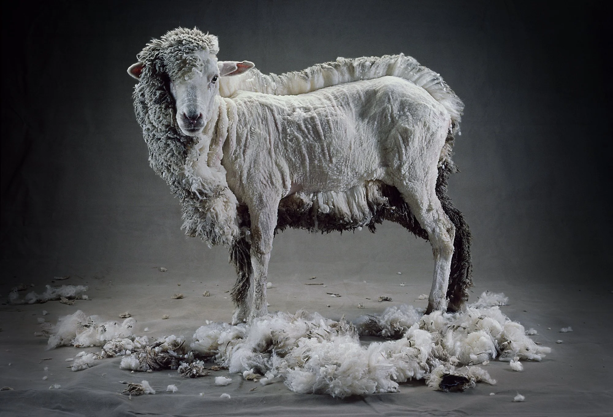 Half Shorn Sheep for JWL Marketing