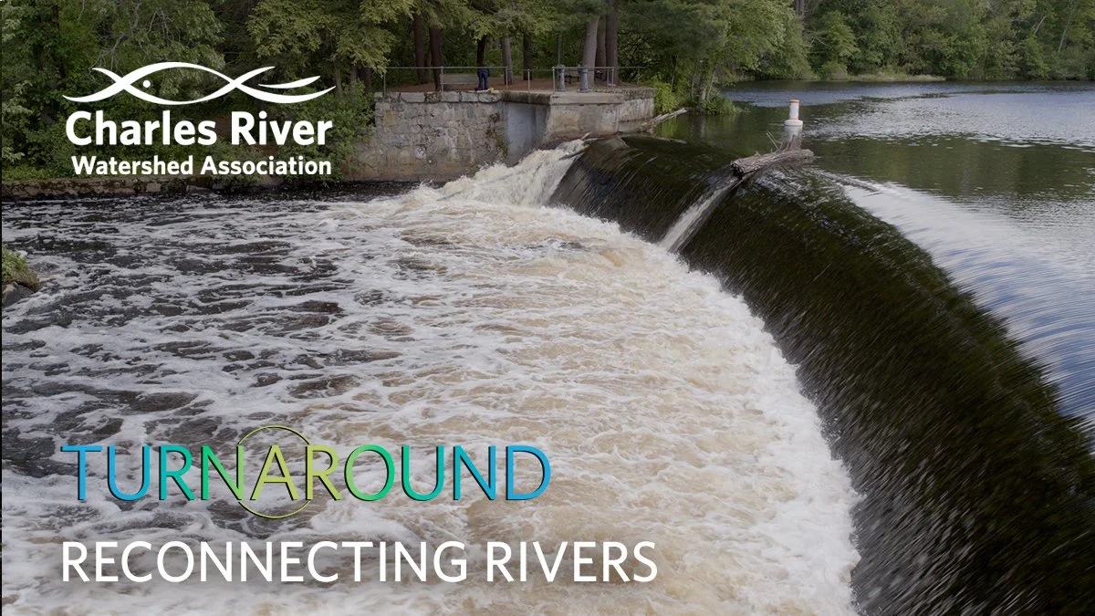Turnaround - Reconnecting Rivers