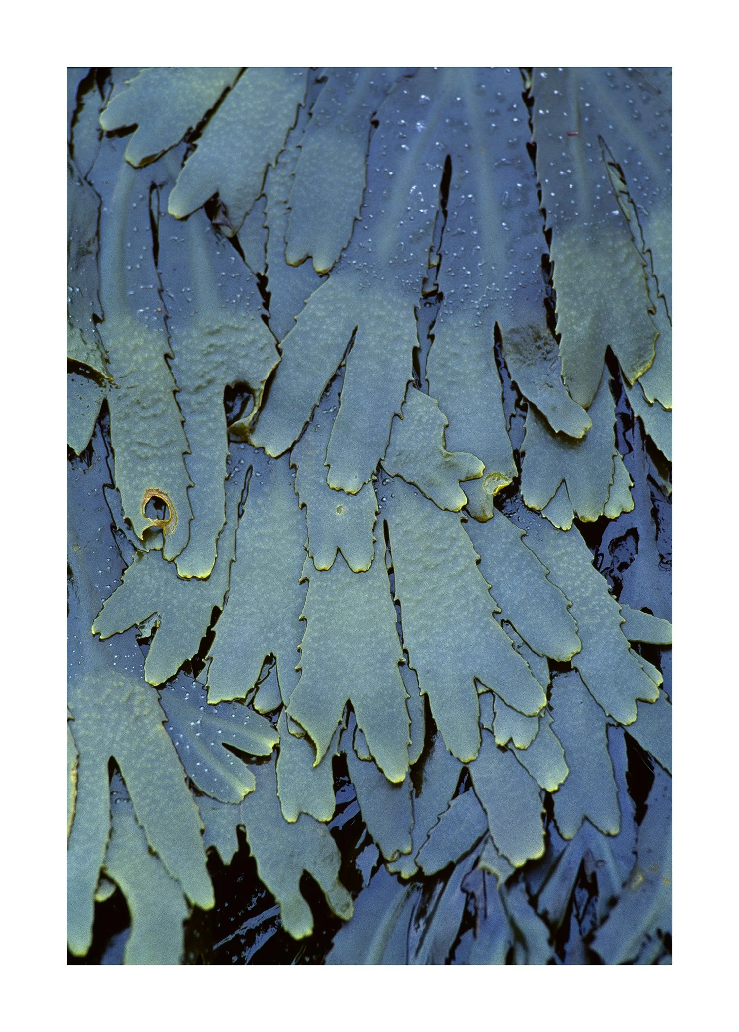 CW0015_DunstanburghSeaweed.jpg
