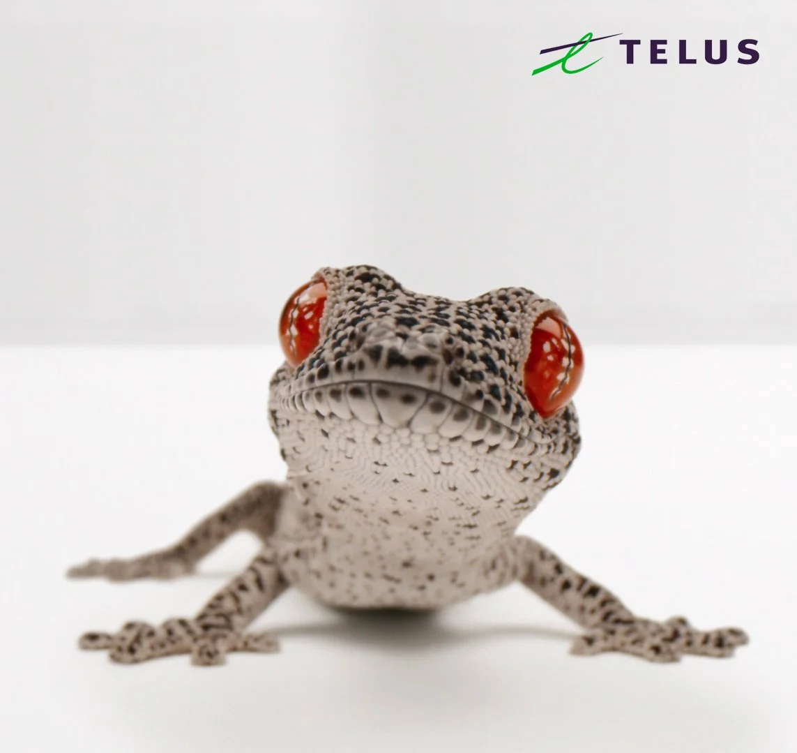 Gecko Logo.jpg
