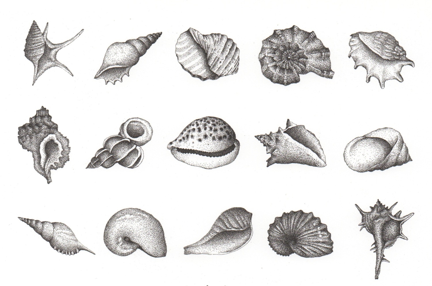shells.jpeg