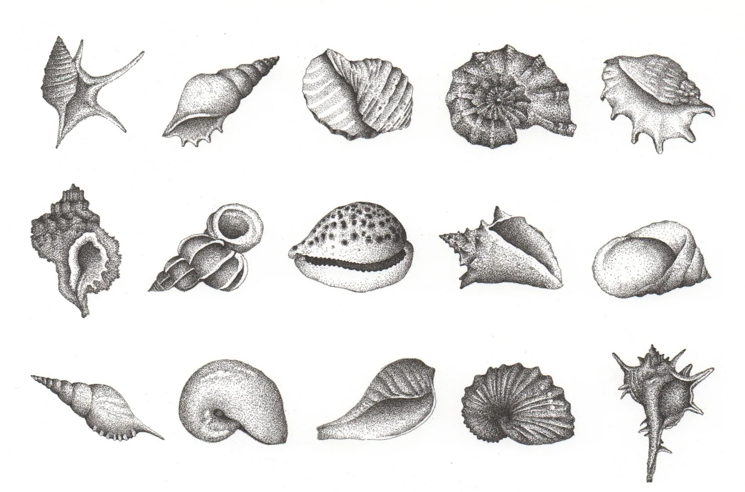 Seashells by Hugh Cowling for The Tangible Memories Project