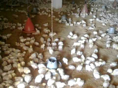 Poutry Farming in Pakistan.jpg