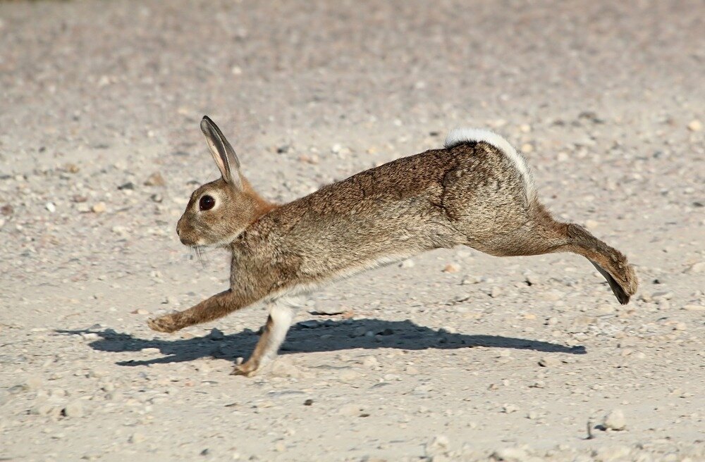 Rabbits-Jumping.jpg