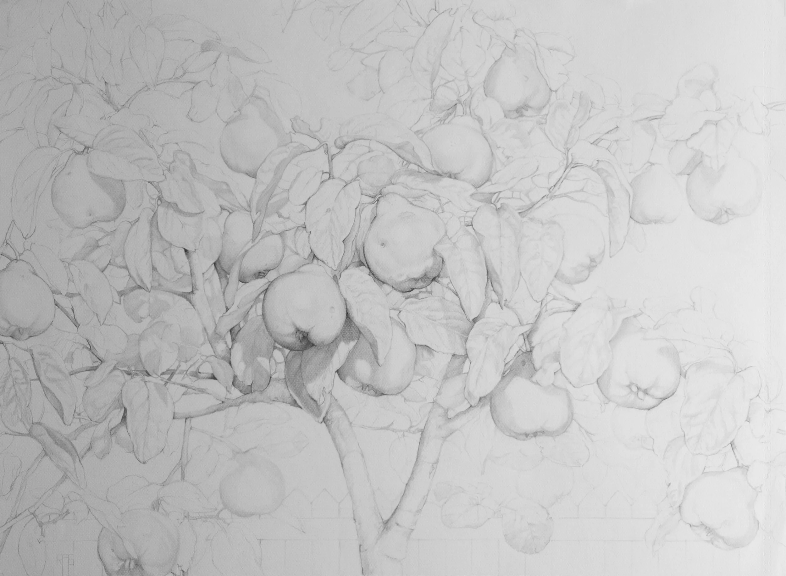  Membrillo II, Pencil on Paper, 55x75cm 