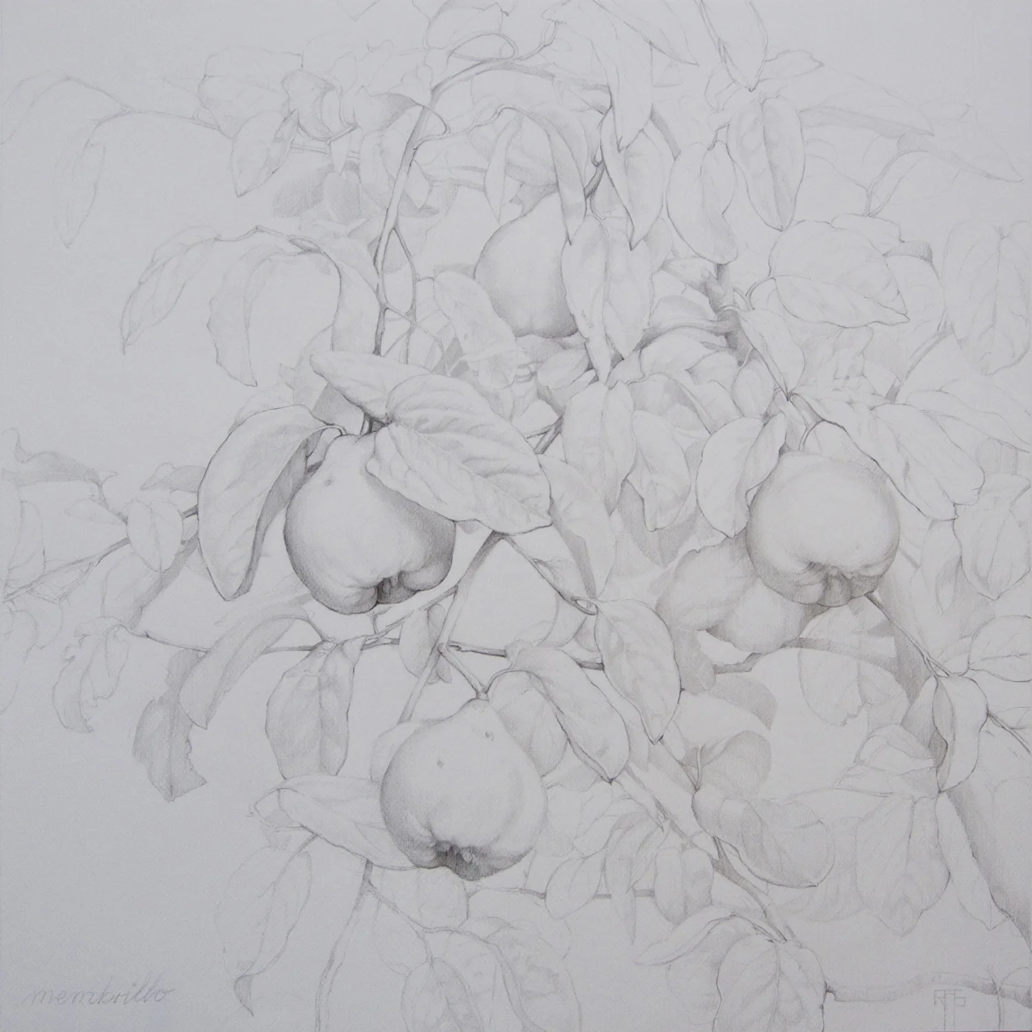  Membrillo IV, Pencil on Paper, 54x54cm 