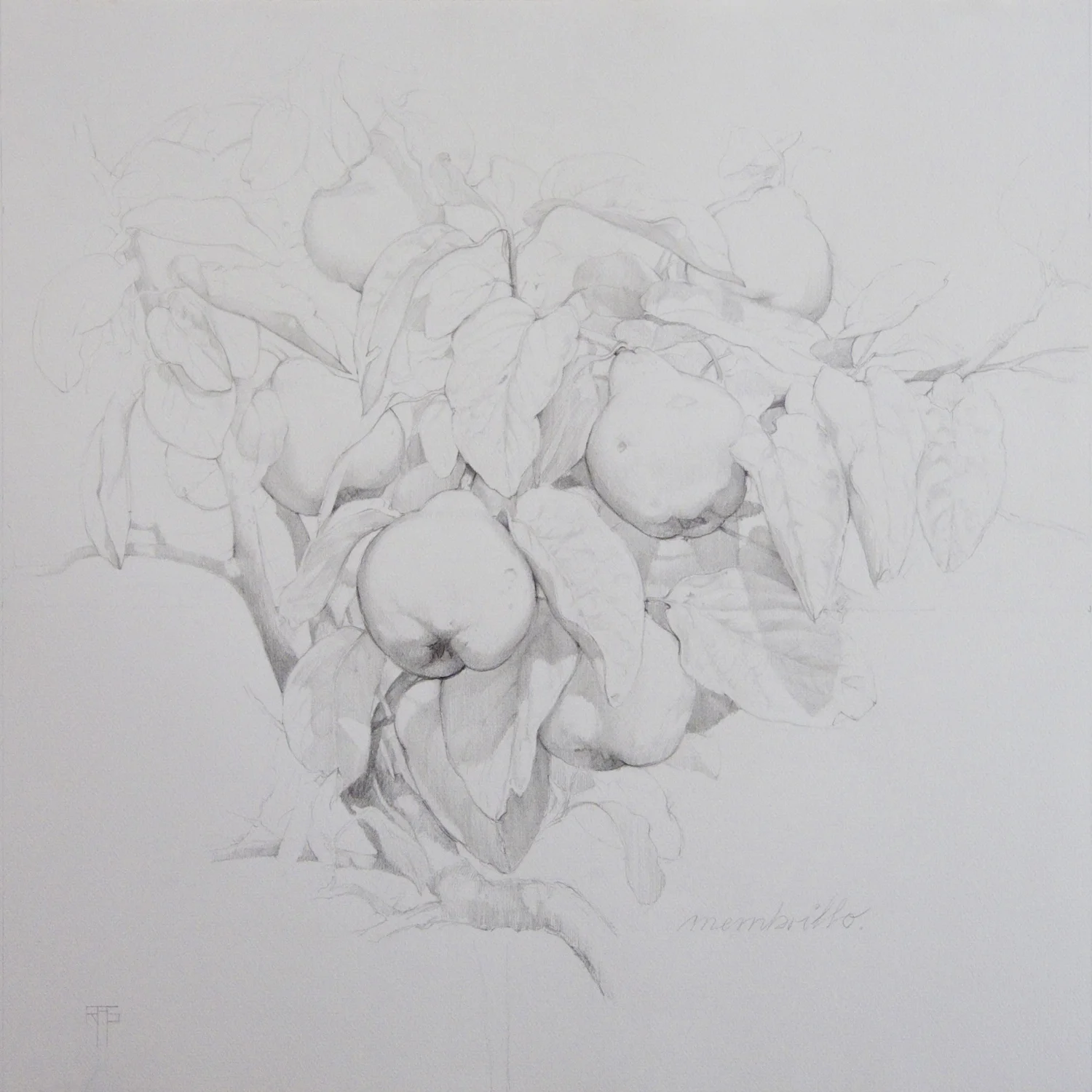  Membrillo III, Pencil on Paper, 54x54cm 