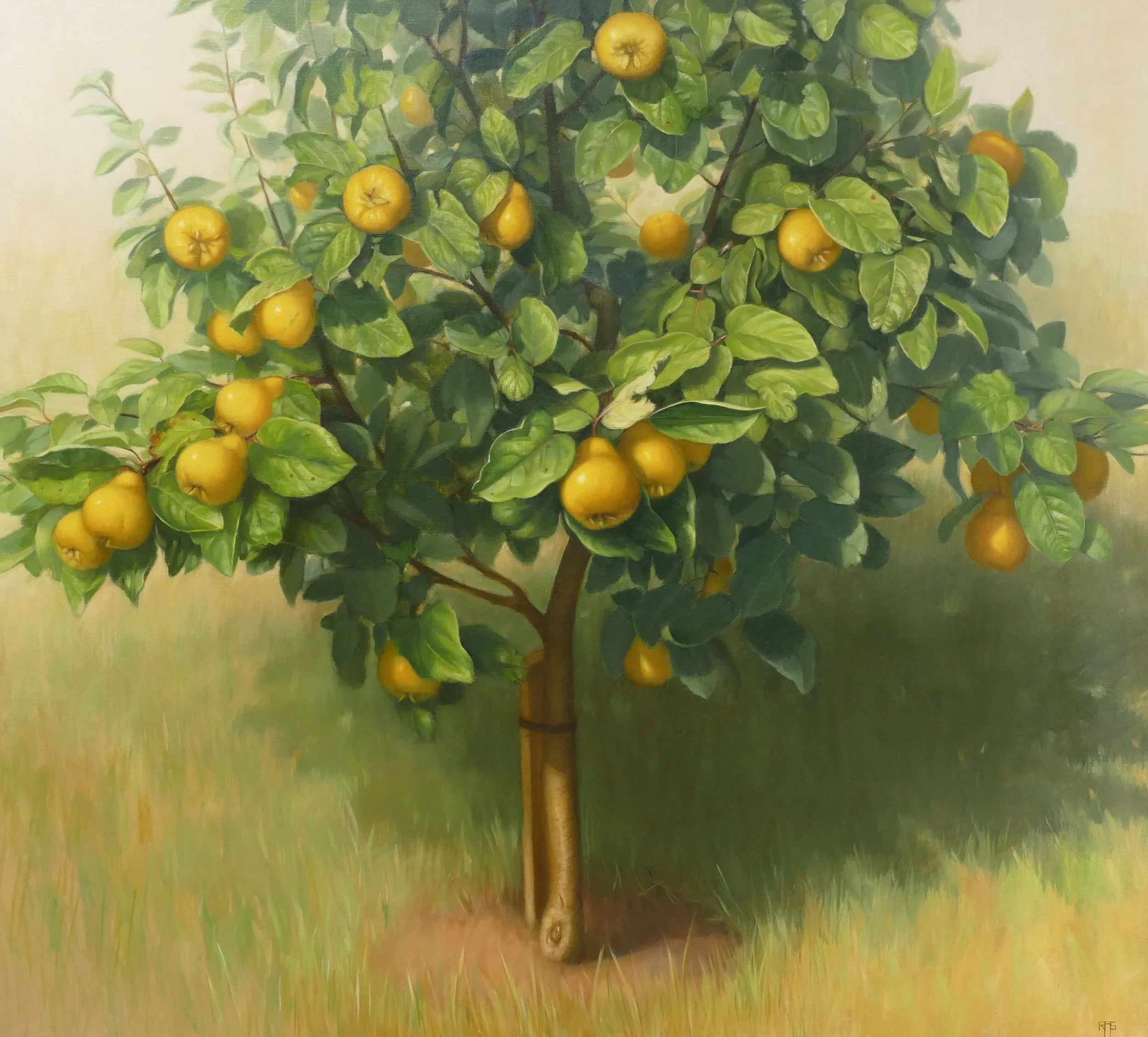 Quince Tree.jpg