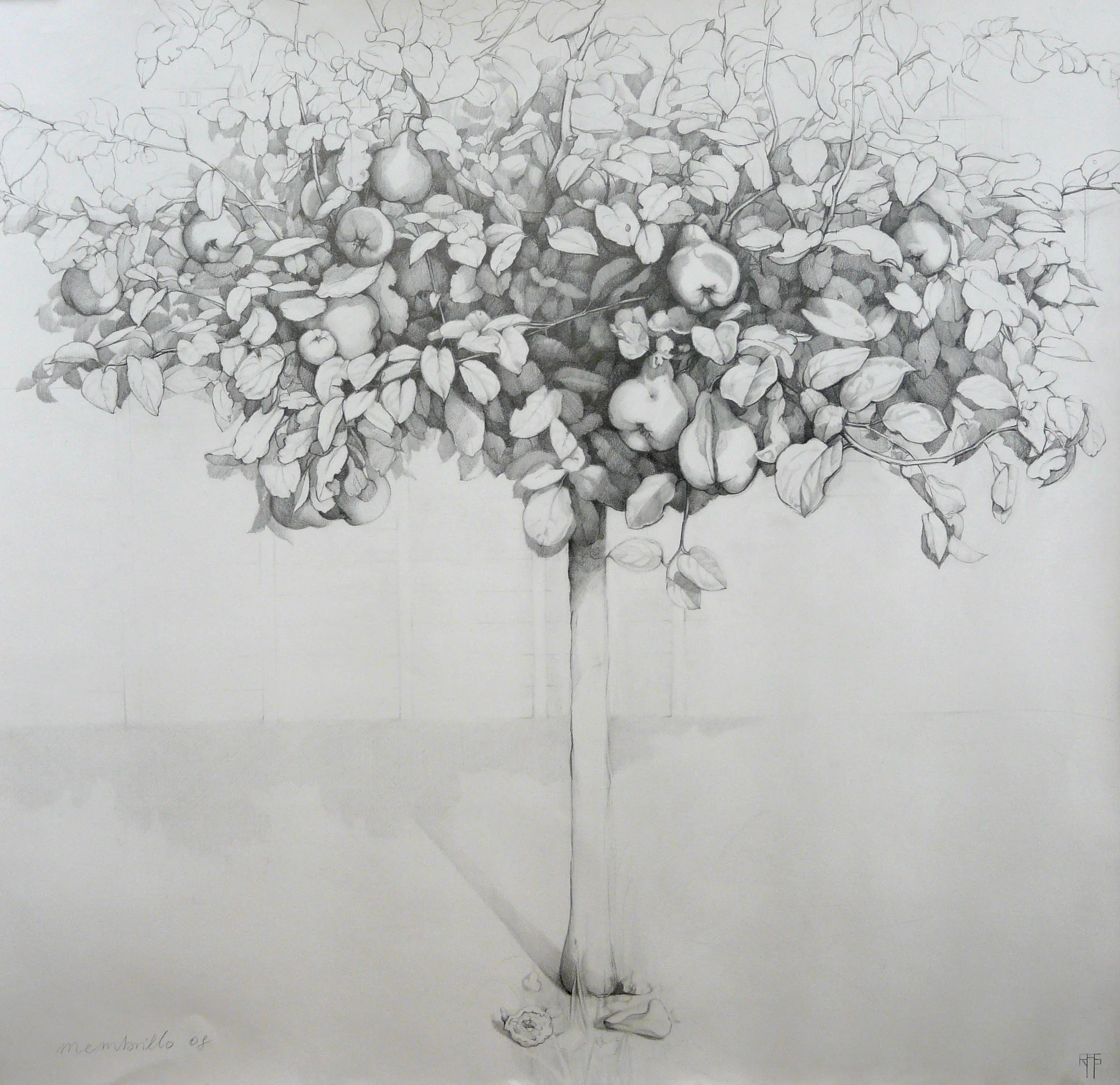 Membrillo III.  Graphite on paper.106x110 cm.jpg