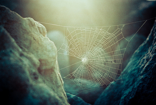 Wolf Spider Web, Photo credit Mia Mingus 2012