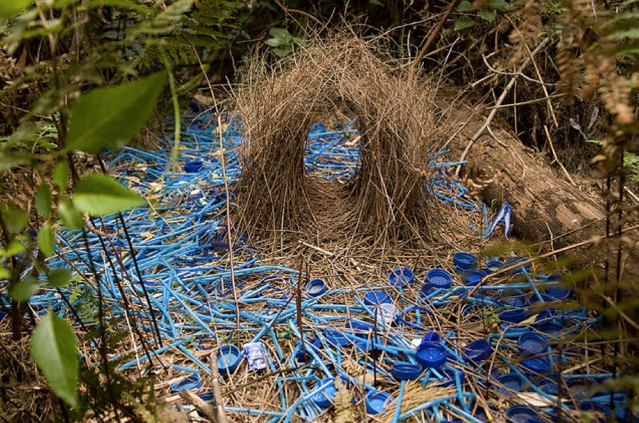 Satin Bower Bird Bower, Photo credit Andrea Zampitella 2013