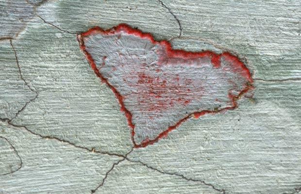  Heart-shaped Lichens (Crustose), Audubon Corkscrew Swamp Sanctuary 