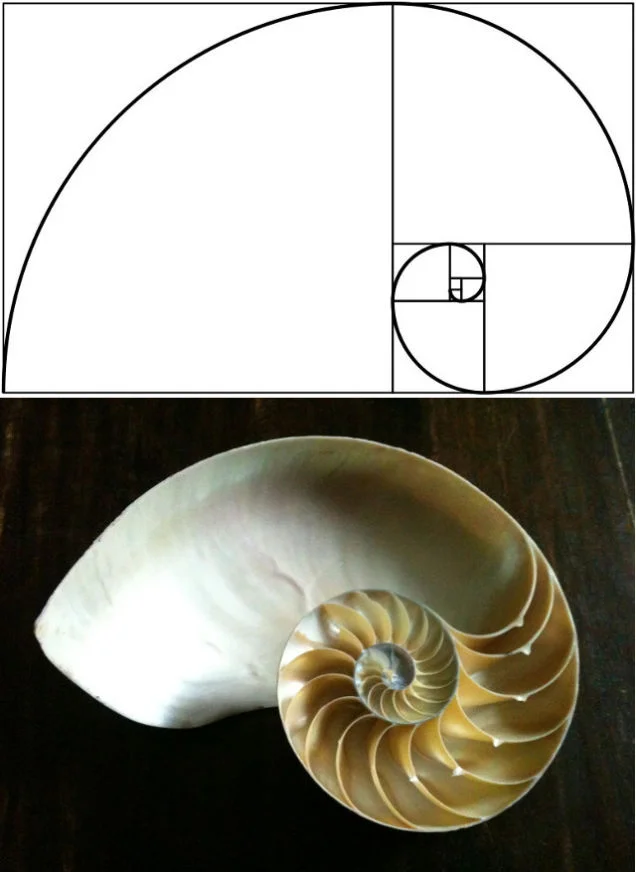  The Golden S piral expressed in a Nautilus shell
