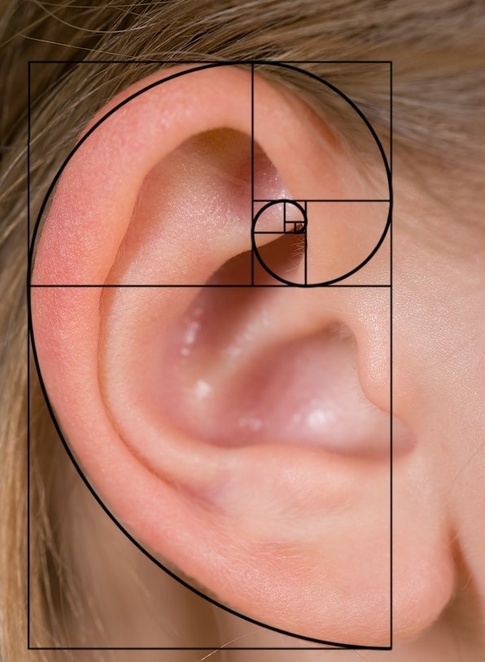  The Golden S piral expressed in the human ear