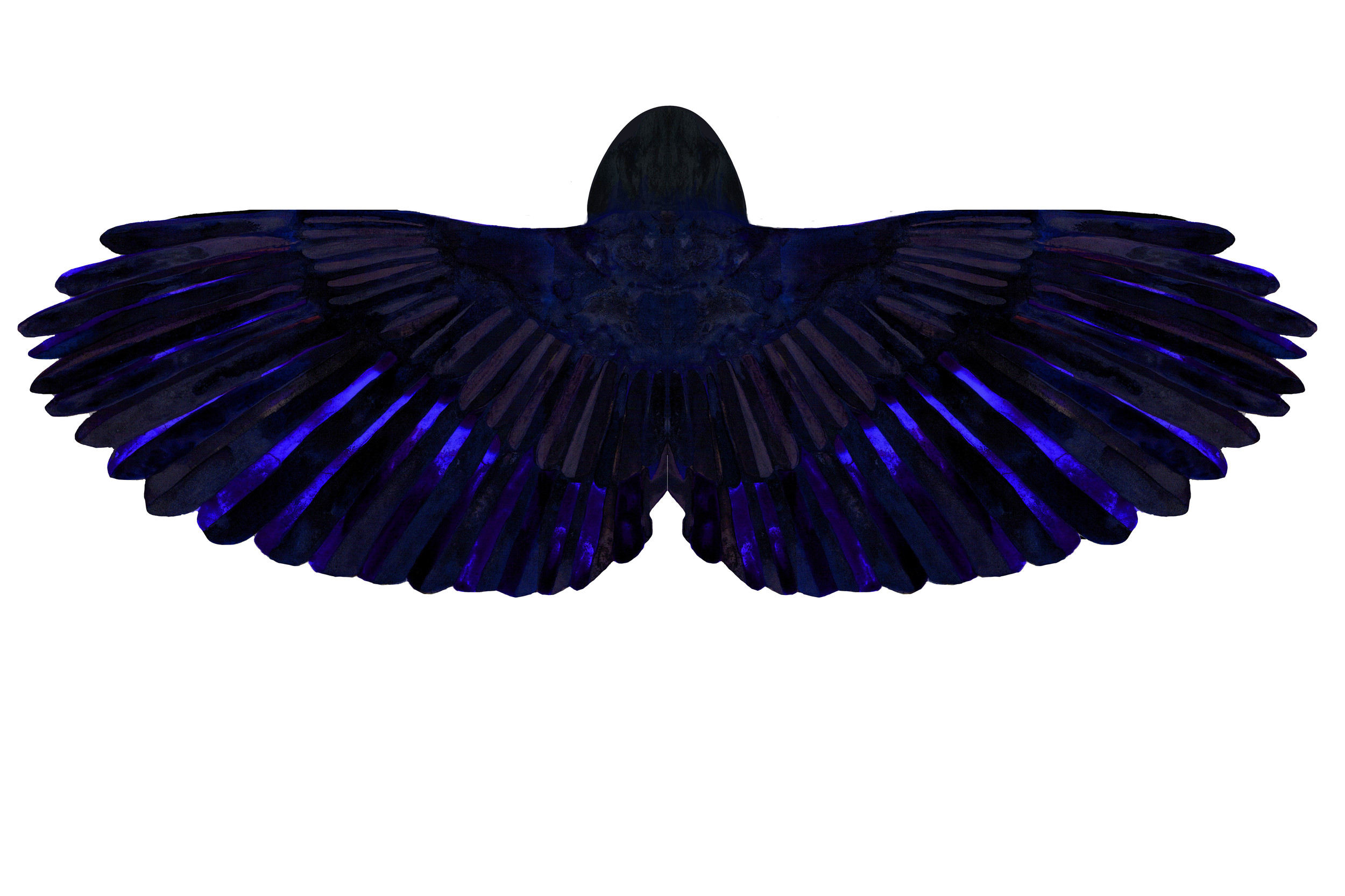 American Crow Cape (Back view)