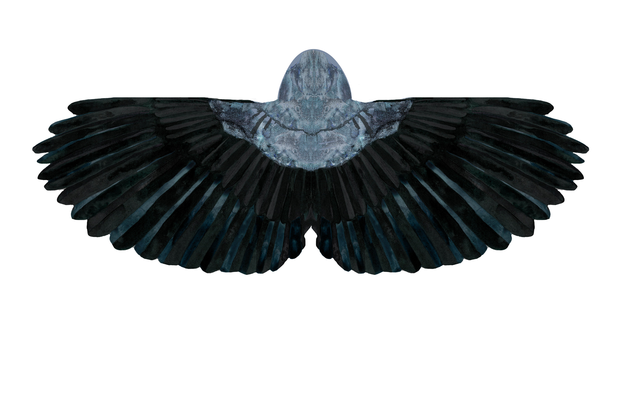 Hooded Crow Cape (back)