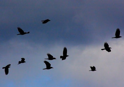flight.jpg