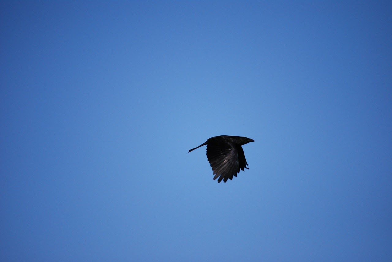 raven flight.jpg