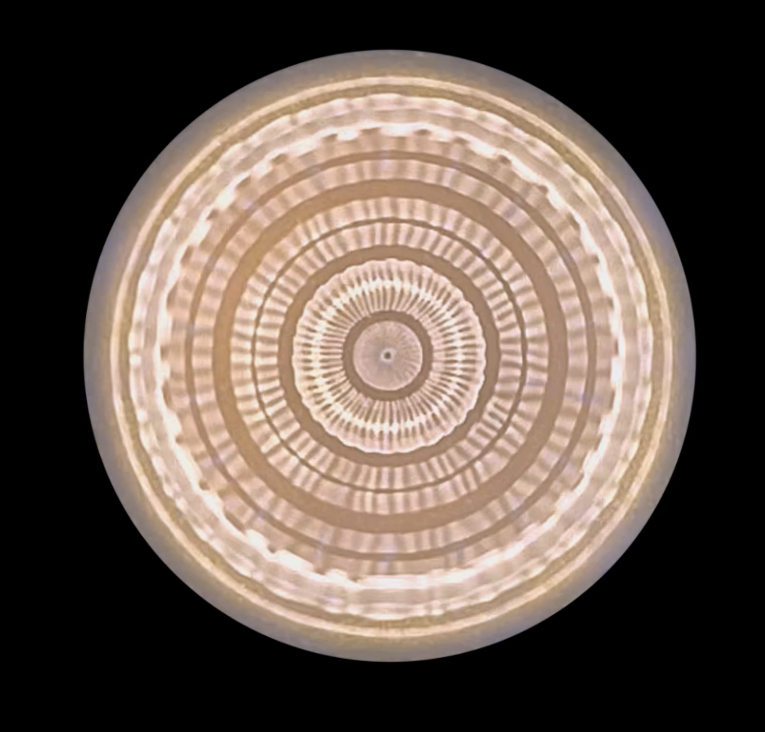 Dart Frog Still 1.png