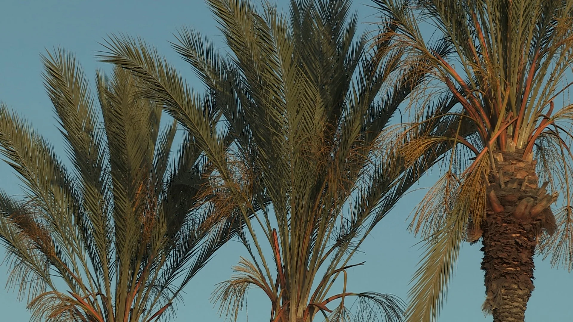 01d-Fullerton Palm Trees.jpg
