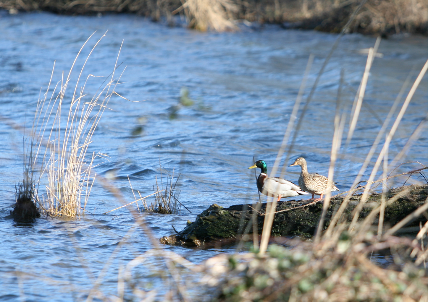 PG-LAGO1-4.jpg