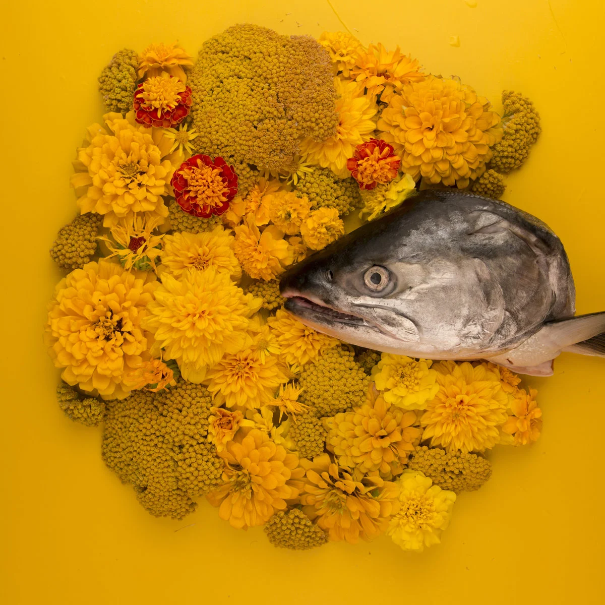 FANDCAMP: FISH EYES EP