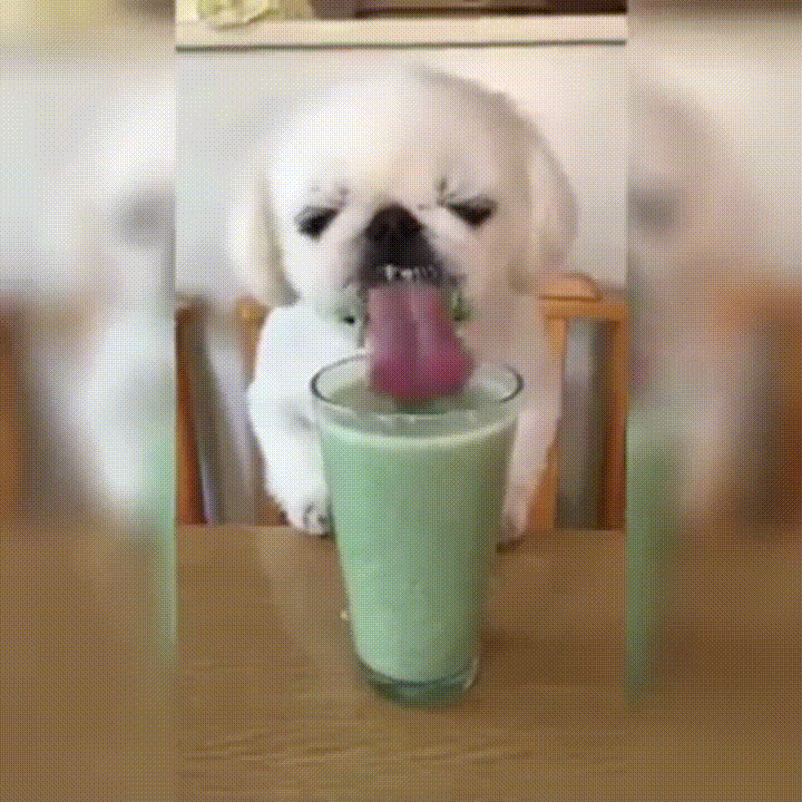giphy.gif