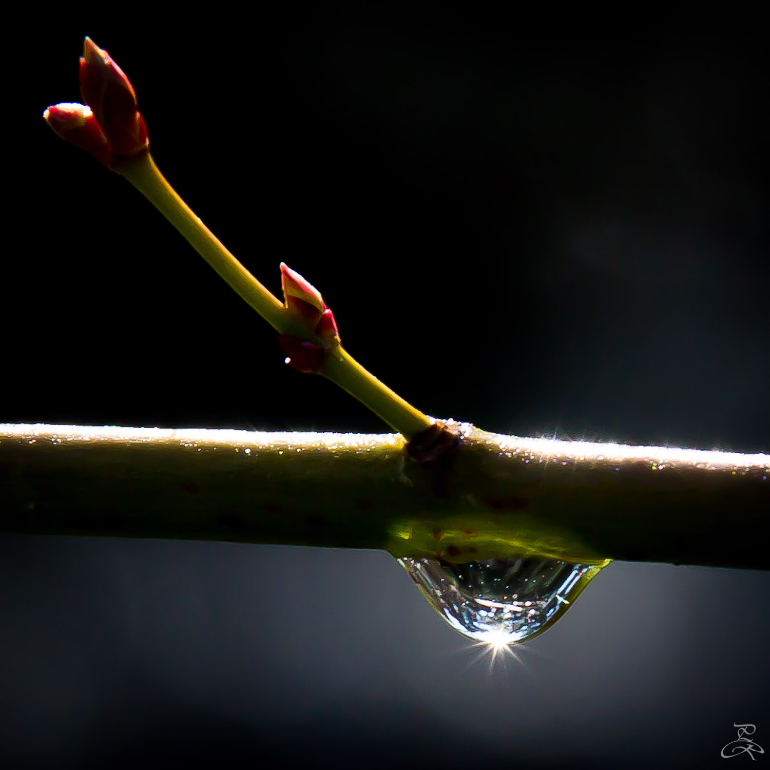 World in a drop of dew, Kyoto, Japan