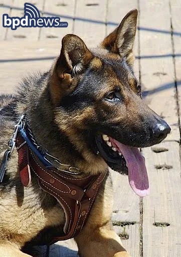 Ajax1 copy.jpg