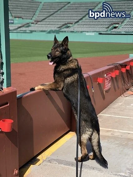rush k9