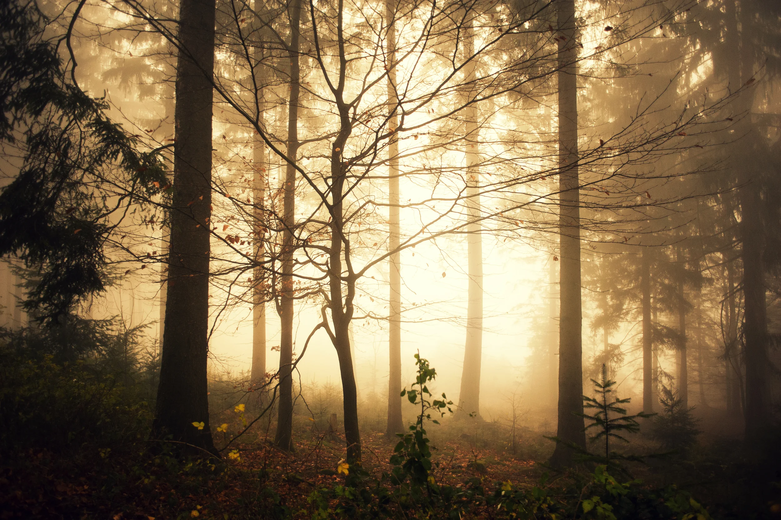 DSC_8212de.jpg