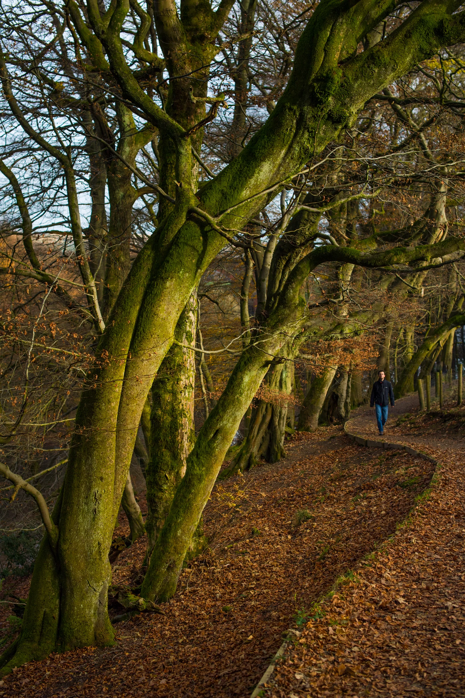 A very short appearance of sun through the leaves and branches, projected on these lovely trees. I knew I had to frame vertically to emphasise the geometry of the path. The fact that it happened to have a human in the landscape never bothers me, on the contrary.
