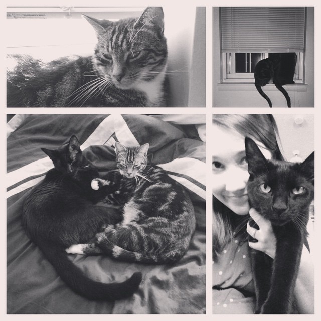 These perfect fur babies have had one hell of a year with their mother uprooting them to PA, only to make them back home after 3 months! They're the bestest love bugs ever! #furbabies #brotherlylove #cuddlepuddle #nationalcatappreciationday #national