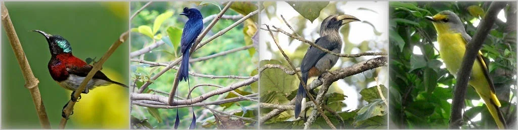 Birds found at Khedeker campus 1( this image strip is made under CC 3.0 )