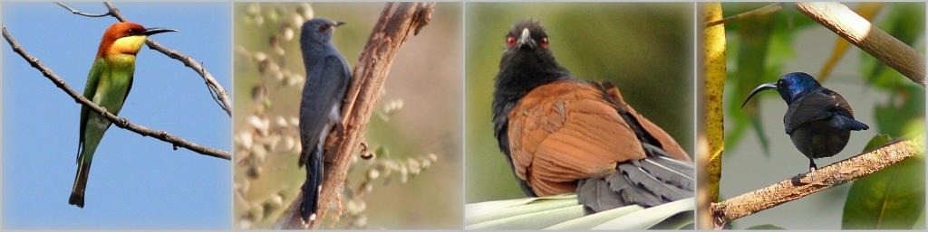 Birds found at Khedeker campus 2 ( this image strip is made under CC 3.0 )