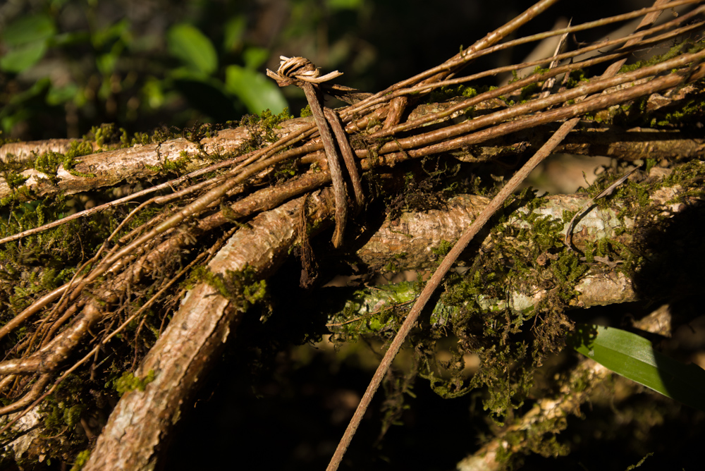 The roots of the tree are 'trained' to grow in a specific way to form the structure of the bridge.