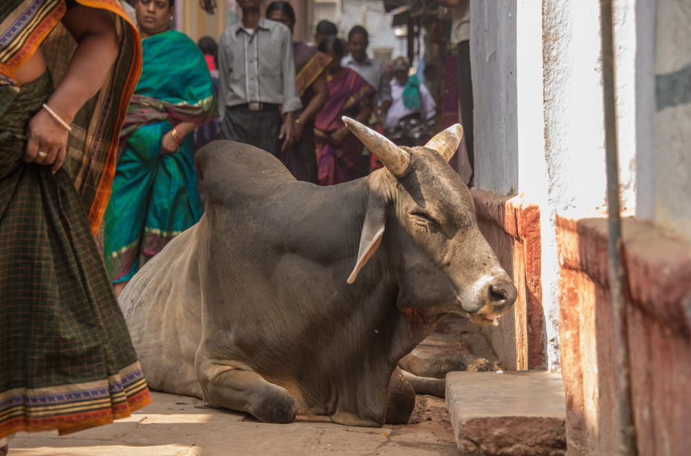 The narrow streets of Varanasi, complete with holy cow.