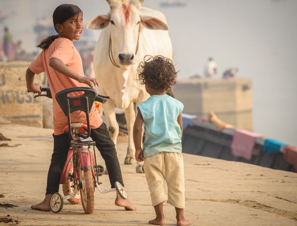 Bike meets cow