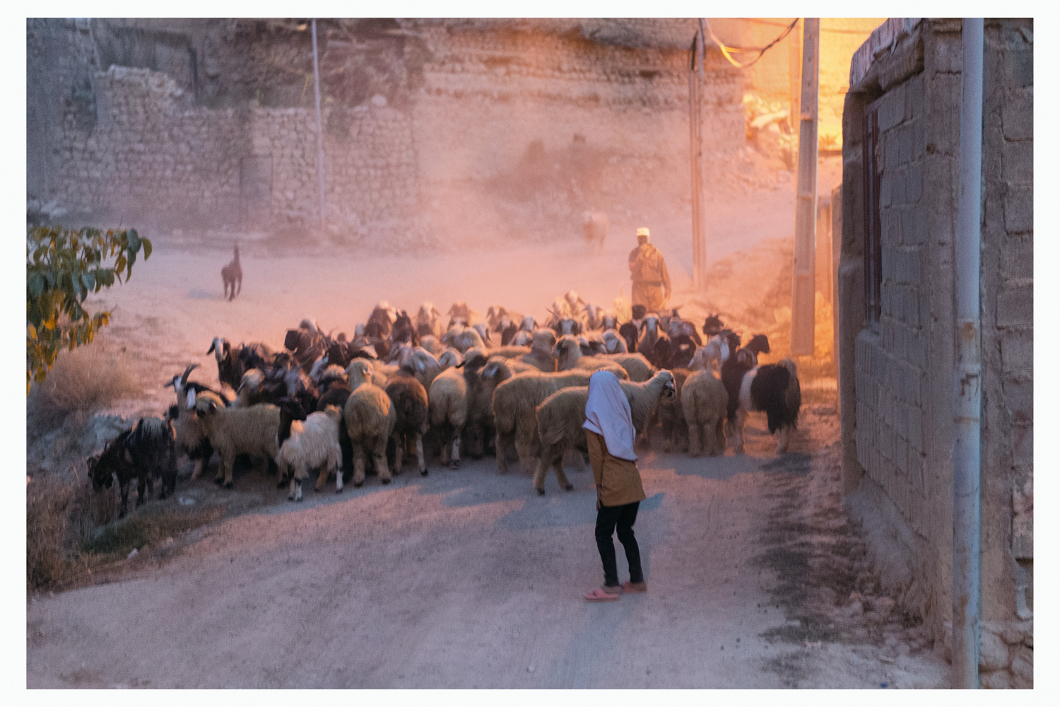 shepherd-with-flock.jpg