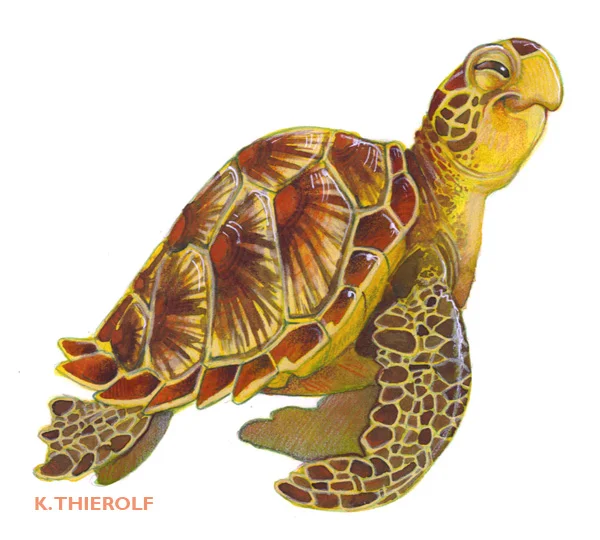 Green Sea Turtle
