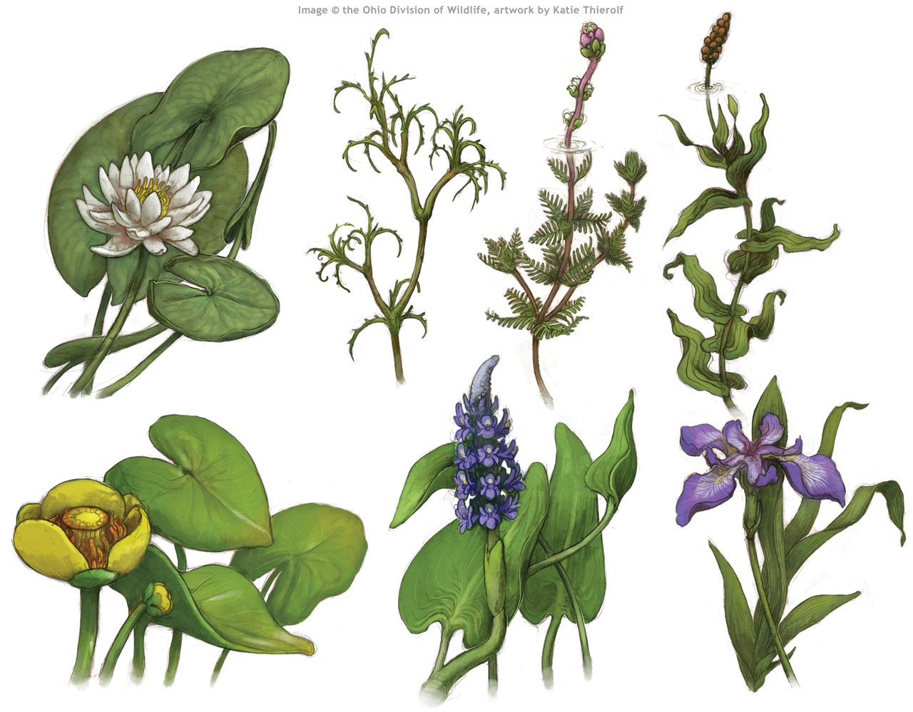 Pond Plant Illustrations