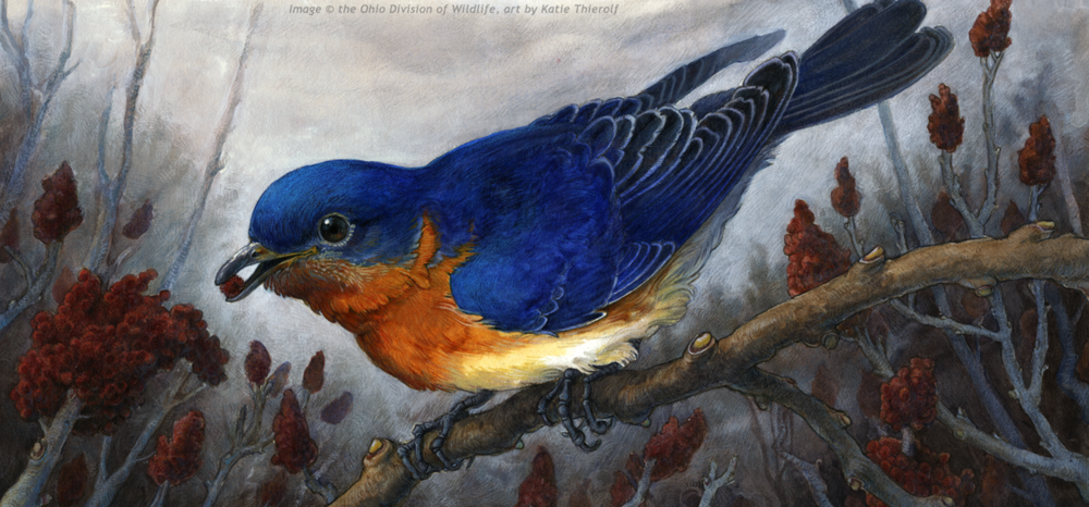 Eastern Bluebird Perching on Sumac