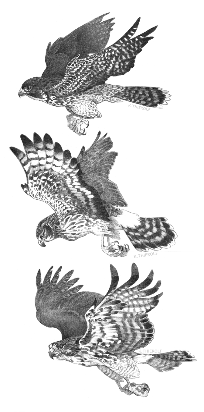 Raptor Stack
