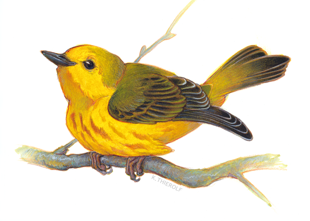 commish-type_animal-spot-color2.png