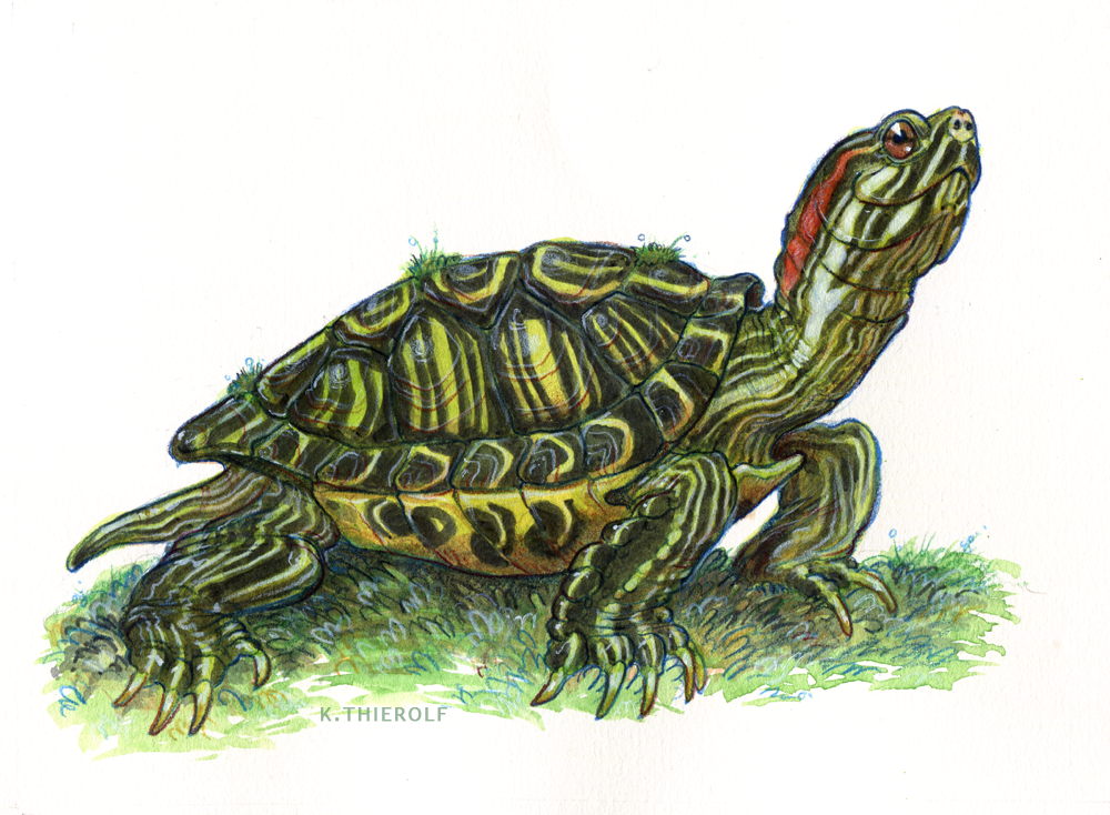 Red-eared Slider