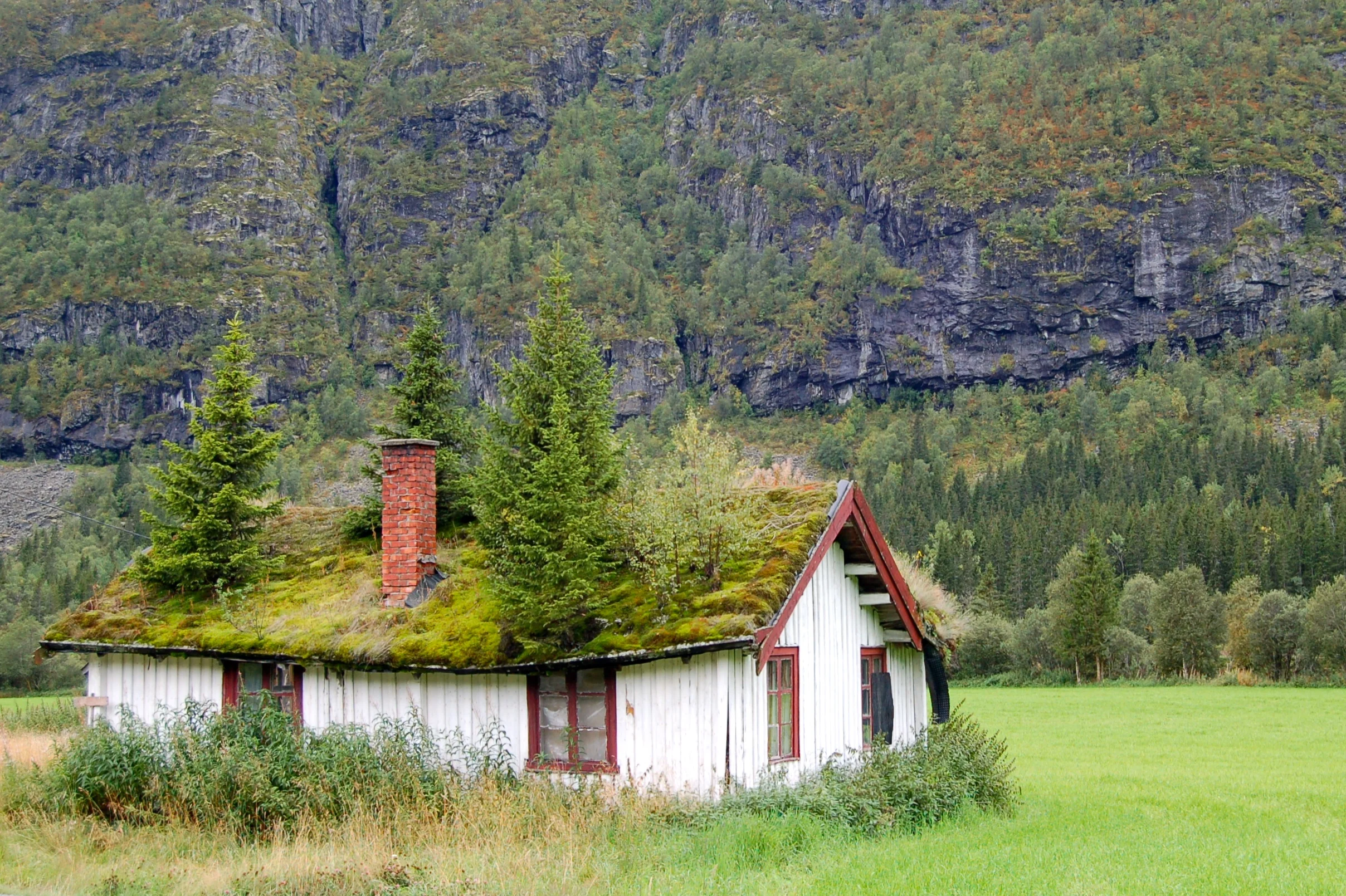 Cool roof. You know what happens as trees get older, right?