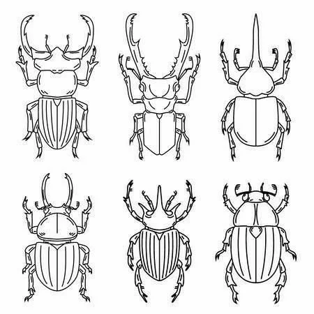 beetles.jpg